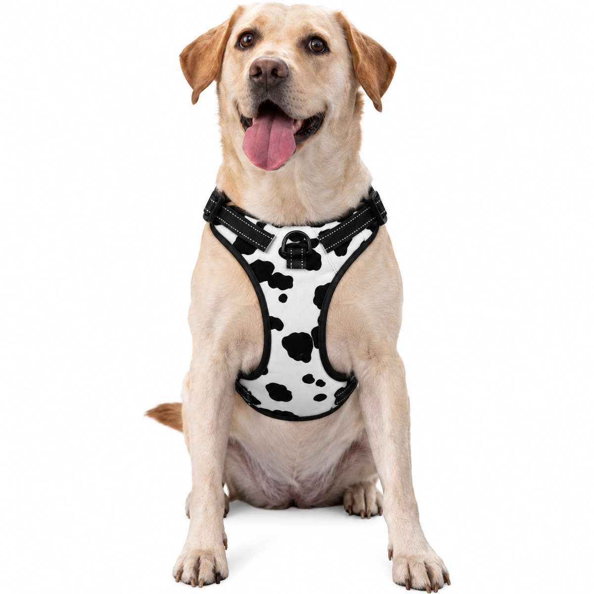 DML- patron de dalmata precioso